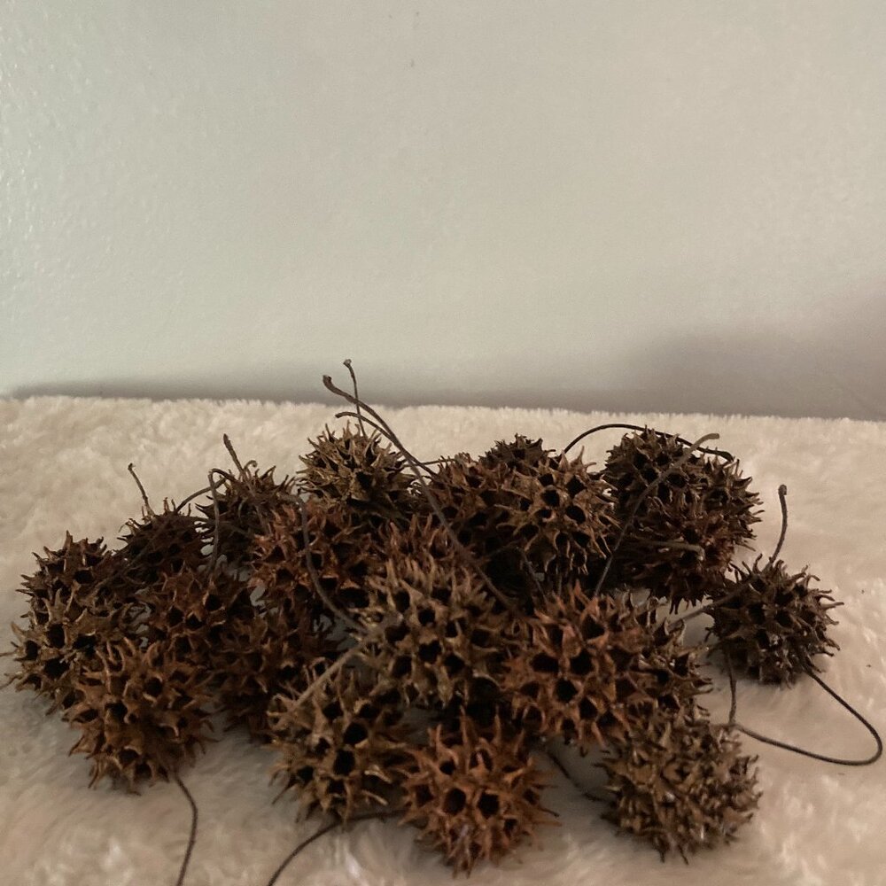 Mississippi Sweet Gum Balls - 300 + For Crafts & Fun!